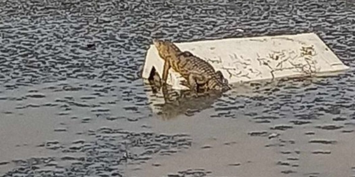 Avistan cocodrilo en laguna de Cuautitlán Izcalli, Edomex