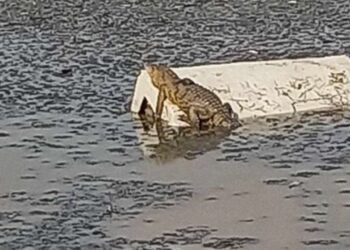 Avistan cocodrilo en laguna de Cuautitlán Izcalli, Edomex