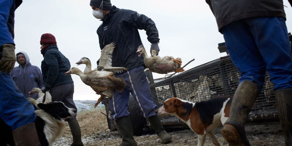 Gripe aviar podría ser ‘100 veces peor’ que el covid-19, según científicos