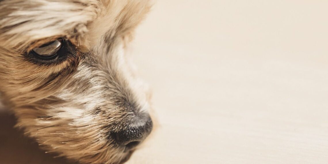 Alerta en Tepetlixpa, Edomex: reportan al menos 18 perritos envenenados, 8 muertos