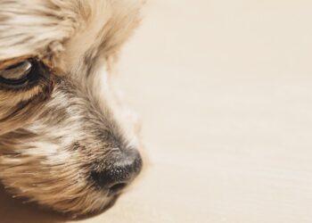 Alerta en Tepetlixpa, Edomex: reportan al menos 18 perritos envenenados, 8 muertos