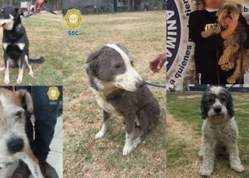 BVA busca a dueños de 7 perritos rescatados tras explosión en Tlalpan