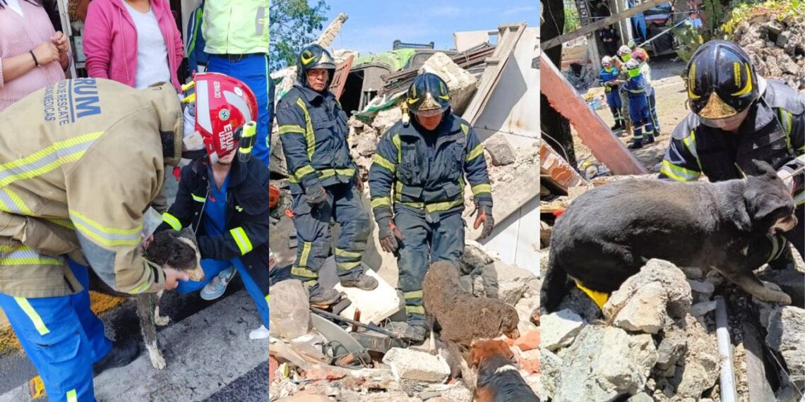 Rescatan a tres perritos bajo los escombros tras explosión en Tlalpan