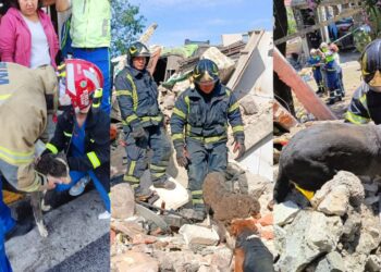 Rescatan a tres perritos bajo los escombros tras explosión en Tlalpan