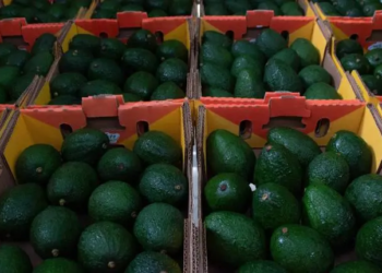 Balanza agro registra superávit de mil 492 millones de dólares