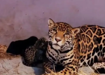 Tres cachorros de jaguar se sumaron al Zoológico de Chapultepec