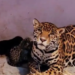 Tres cachorros de jaguar se sumaron al Zoológico de Chapultepec
