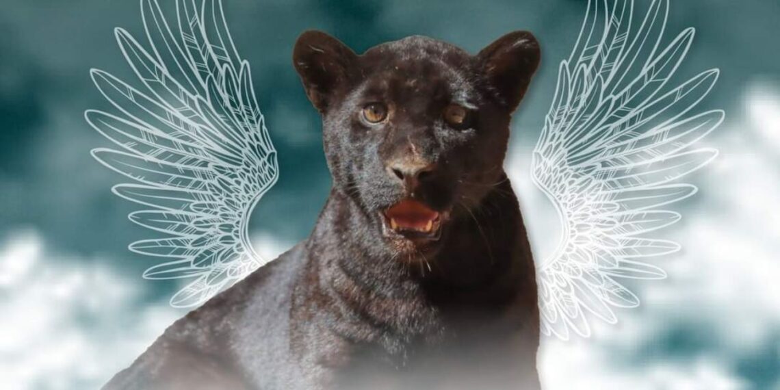 Muere jaguar del Zoológico de Morelia por agua contaminada