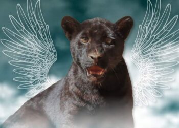 Muere jaguar del Zoológico de Morelia por agua contaminada