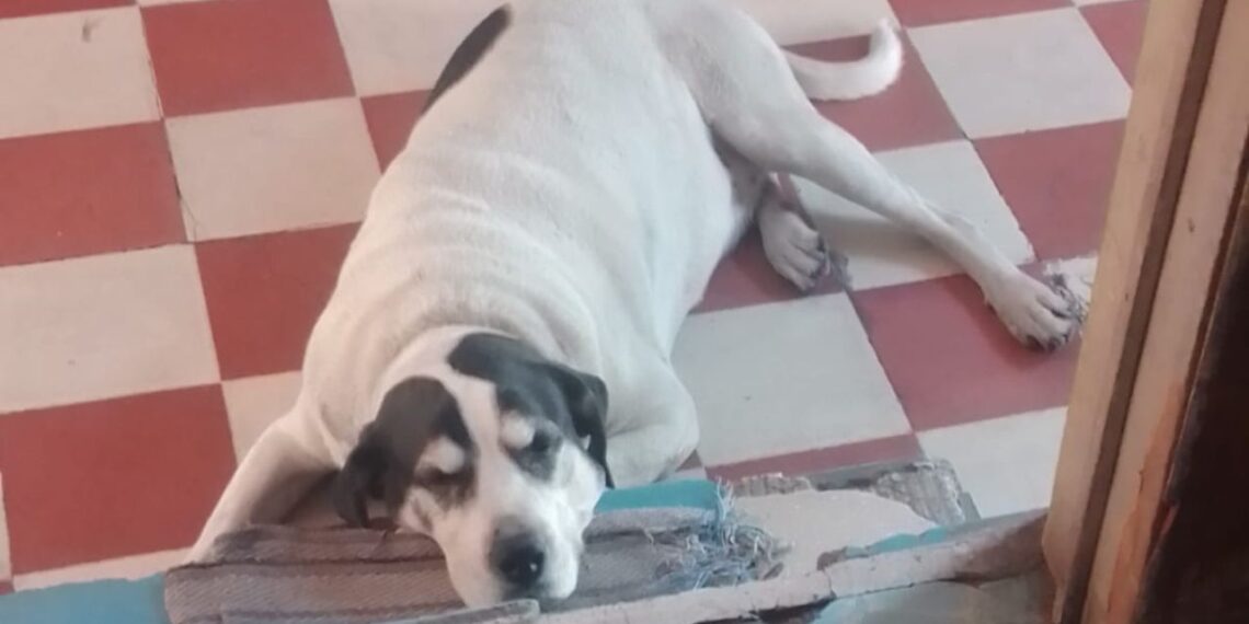 Liberan a militar que disparó y mató a perrito en Venustiano Carranza