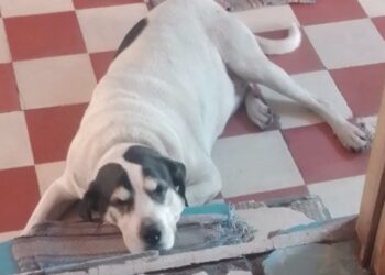 Liberan a militar que disparó y mató a perrito en Venustiano Carranza