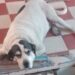Liberan a militar que disparó y mató a perrito en Venustiano Carranza