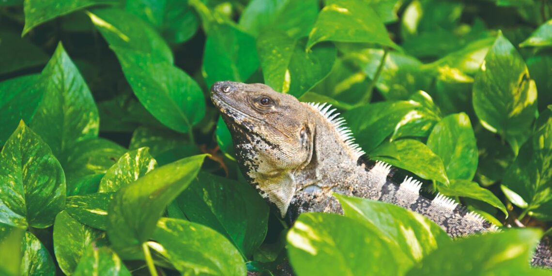 Los esfuerzos de sostenibilidad de Belmond en el Caribe Mexicano.