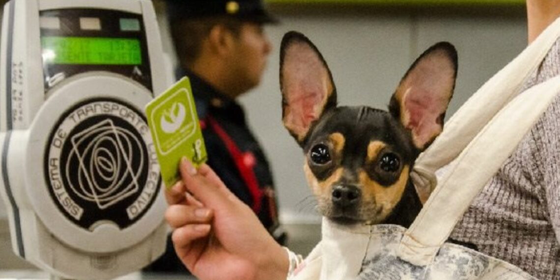 Mascotas pueden viajar en el Metro de CDMX… pero con restricciones