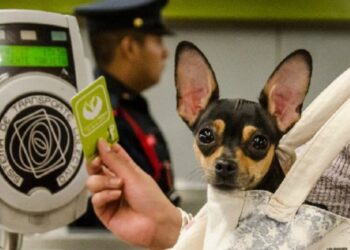 Mascotas pueden viajar en el Metro de CDMX… pero con restricciones
