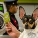 Mascotas pueden viajar en el Metro de CDMX… pero con restricciones