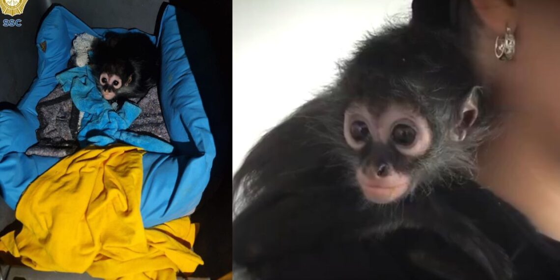 Nombran “botas” al mono araña rescatado durante operativo en la GAM