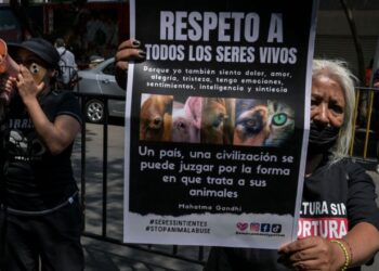 Ordenan sancionar a senador de Morena por sacrificar gallina en ritual