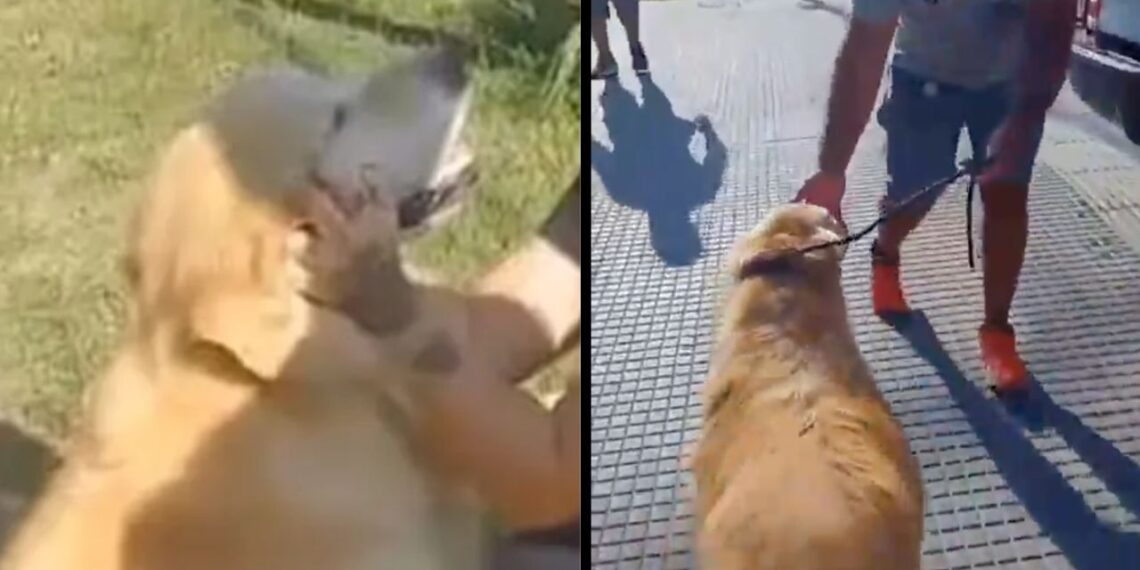 Rescatan a un golden retriever, de ser “la cena” de su dueña en Argentina