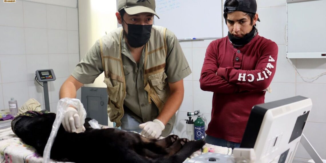 Jaguar y otros animales del Zoológico de Morelia enferman por agua tóxica