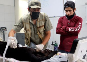 Jaguar y otros animales del Zoológico de Morelia enferman por agua tóxica