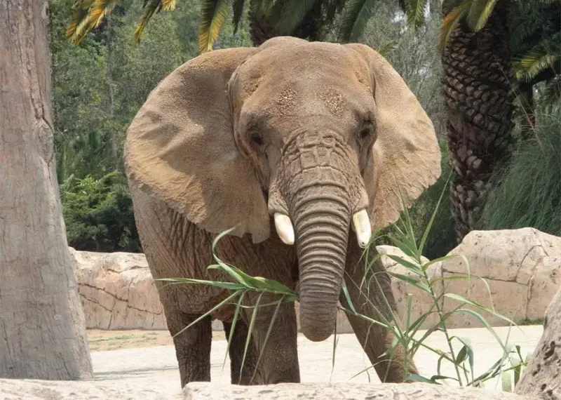 Elefanta Ely, ‘la más triste del mundo’, gana amparo histórico en México