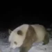 Avistan raro oso panda pardo por primera vez en seis años en las montañas de China