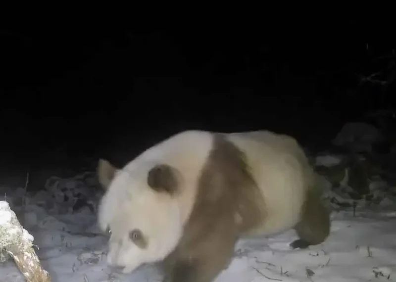 Avistan raro oso panda pardo por primera vez en seis años en las montañas de China