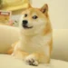 Murió Kabosu, la shiba inu de los memes y del ‘Dogecoin’