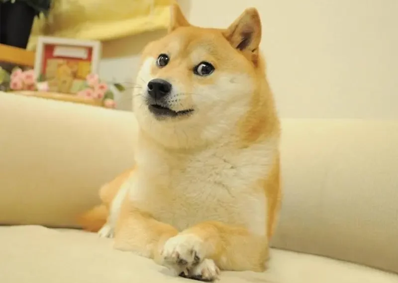 Murió Kabosu, la shiba inu de los memes y del ‘Dogecoin’