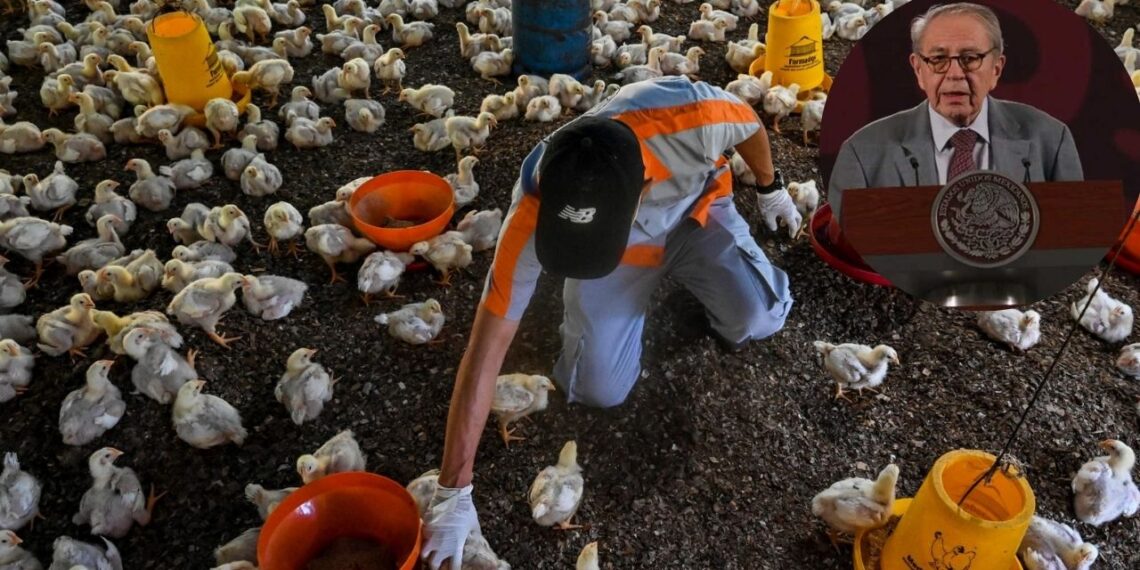 Alcocer revira a OMS y niega muerte de hombre por gripe aviar: fue “por otra causa”