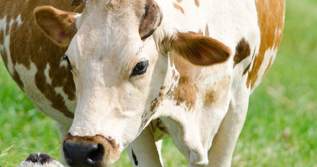Semana Sin Lácteos mayo: la historia no contada de las madres vacas