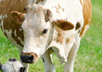 Semana Sin Lácteos mayo: la historia no contada de las madres vacas
