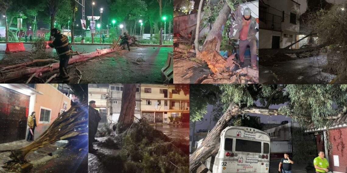 Tormenta eléctrica en CDMX: fuertes vientos y lluvia dejan 21 árboles caídos