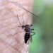 Colima registra la primera muerte dengue en el estado