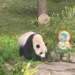 Regresarán a China los últimos pandas gigantes que viven en EU