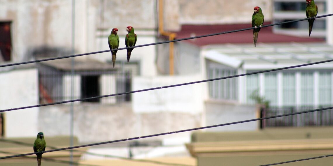 Aves caen muertas por altas temperaturas en Tamaulipas y San Luis Potosí