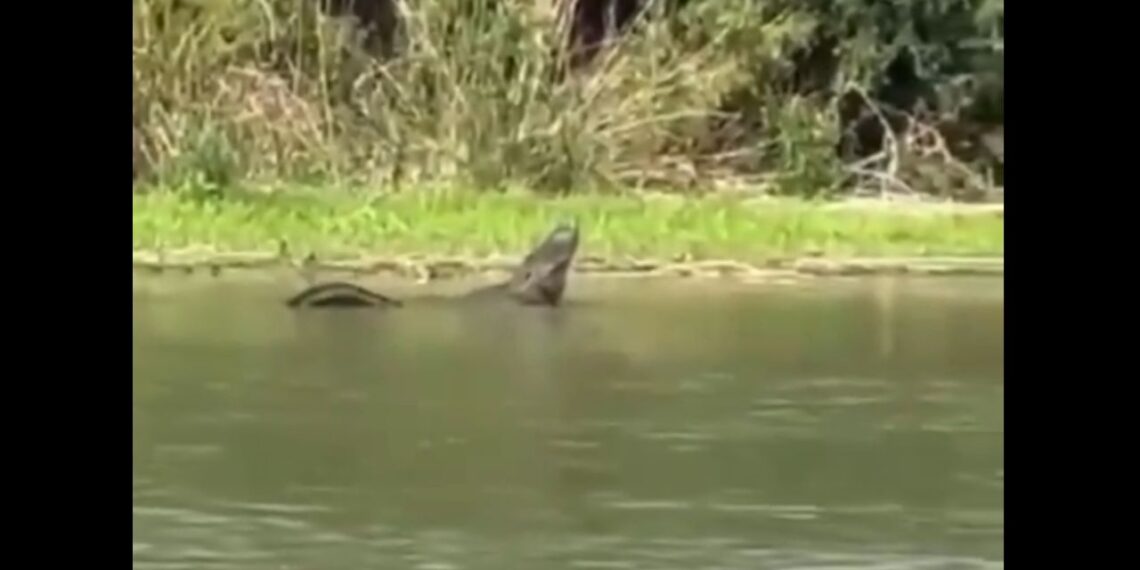 Captan a caimán en el Río Bravo; preocupa bienestar de habitantes y migrantes