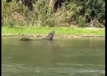 Captan a caimán en el Río Bravo; preocupa bienestar de habitantes y migrantes