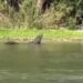 Captan a caimán en el Río Bravo; preocupa bienestar de habitantes y migrantes