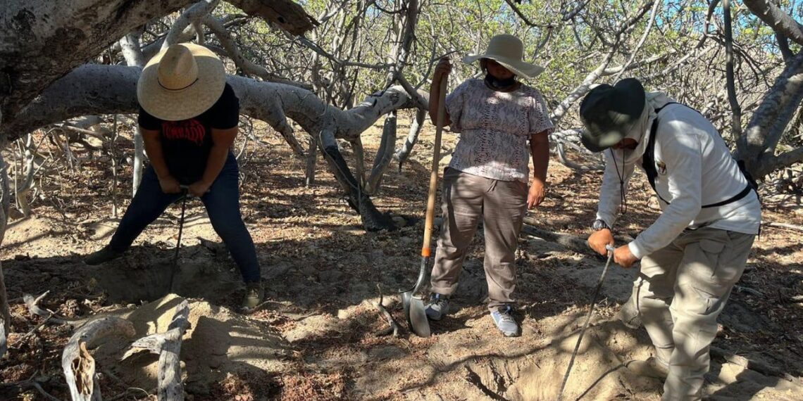 Localizan 13 fosas y 10 cuerpos en una semana en BCS