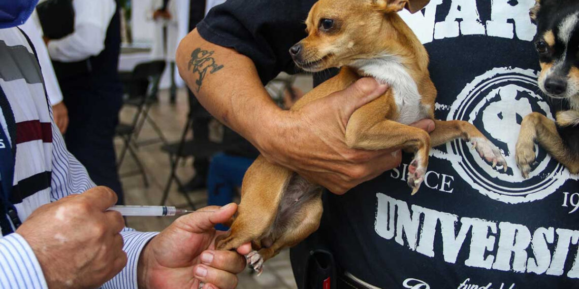 UNAM tendrá vacunación antirrábica gratuita a mascotas; ¿cuándo y dónde será?