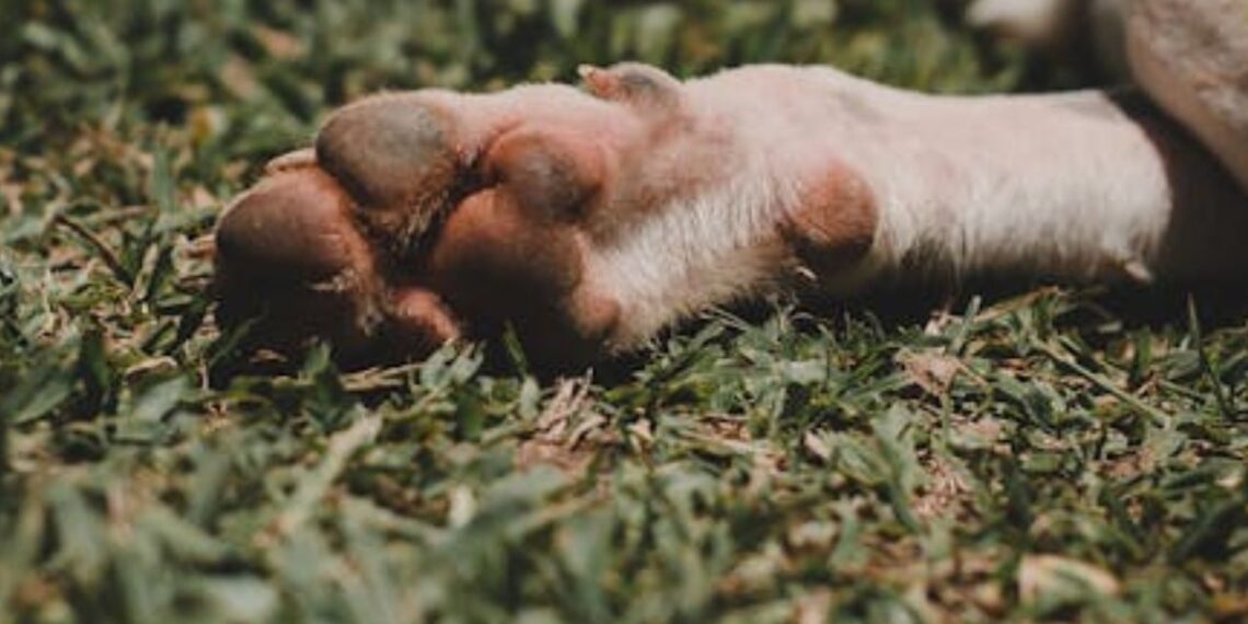 Investigan envenenamiento masivo de perritos en Talpa, Jalisco