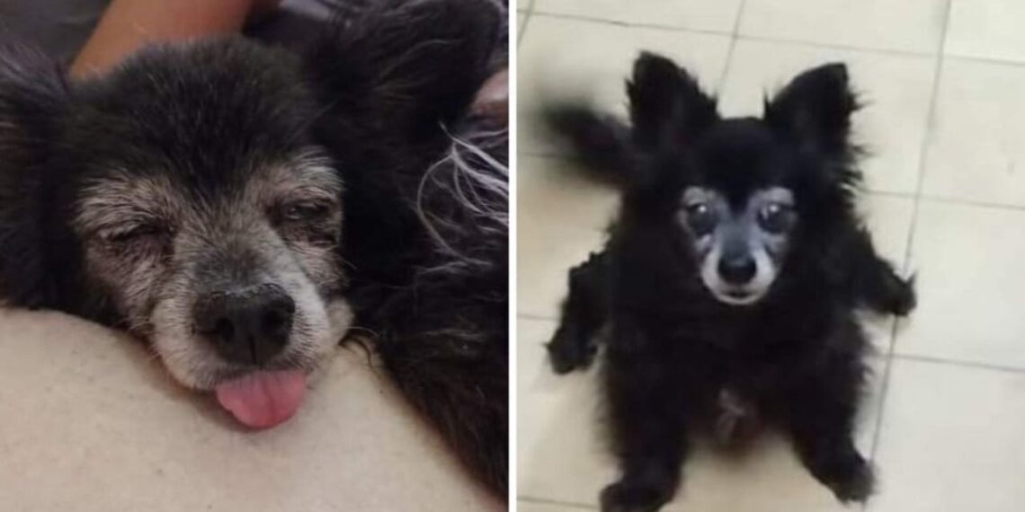 Exigen justicia para Moni, perrita hallada enterrada en jardín de vecina en Coyoacán