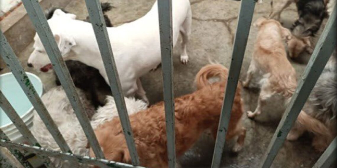 Rescatan a 13 perritos y un gatito abandonados en domicilio de Tecámac