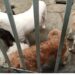 Rescatan a 13 perritos y un gatito abandonados en domicilio de Tecámac