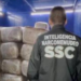 SSC decomisa 600 kilos de marihuana en un domicilio de Zona Centro