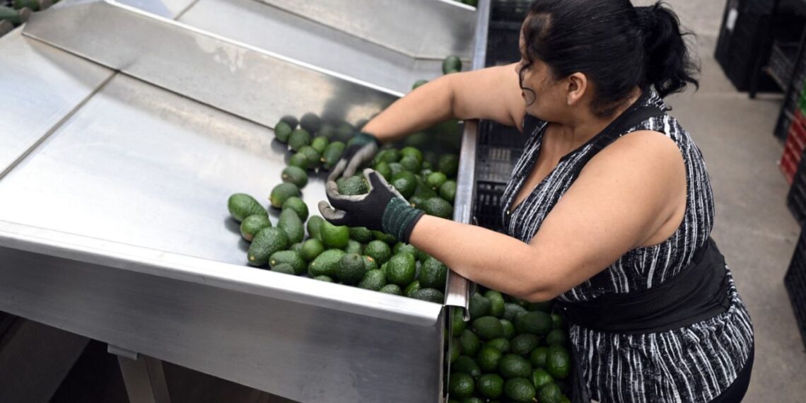 Hoy se normalizan exportaciones de aguacates y mangos a EUA: AMLO
