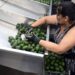 Hoy se normalizan exportaciones de aguacates y mangos a EUA: AMLO