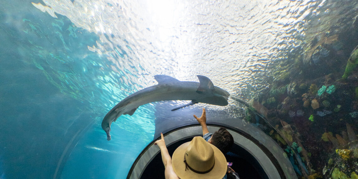 Descubre los Primeros Pasos de Cortés: Una Joya Turística de Mi Veracruz